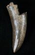 Menacing Tyrannosaur Tooth - Montana #15343-1